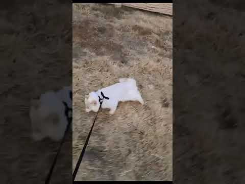 Walk with Juicy #pashto #obaidullah #cats