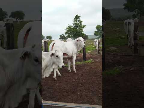 Fomos visitar o Nelore AF em Miranorte-TO