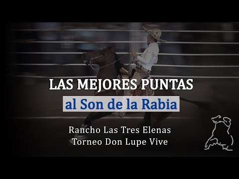 El Son de La Rabia - Con las mejores Puntas Don Lupe Vive