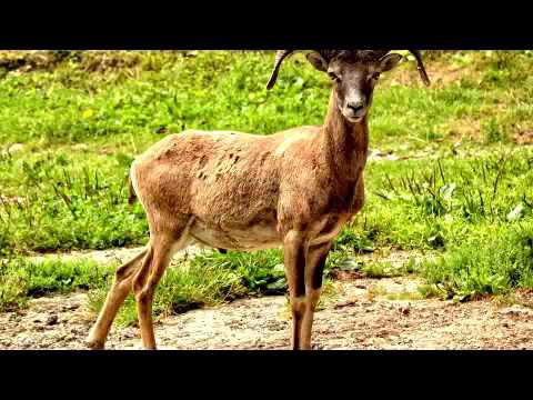 Kryon 2016 they can't go to war they are entangled