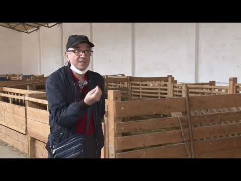 Stado Romanovskih ovaca - Da li se isplatilo ulaganje od 100 000 evra?