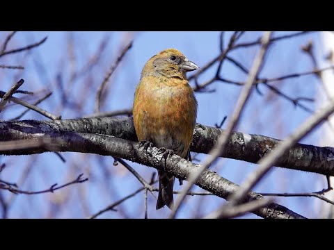Red Crossbill (8 March 2024)