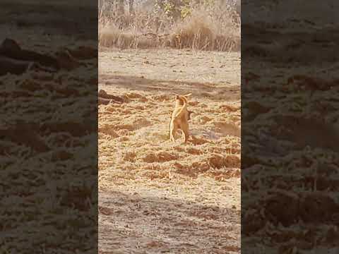 Dogs Ka Moment Raftar #dogs #moments