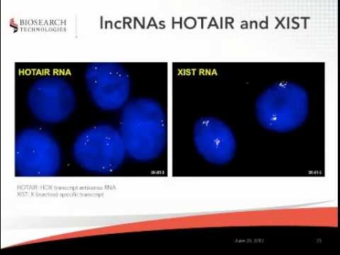 Webinar: Detection of Long Noncoding RNAs by Stellaris FISH Probes