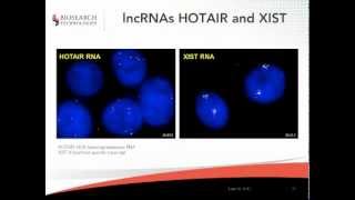 Webinar: Detection of Long Noncoding RNAs by Stellaris FISH Probes