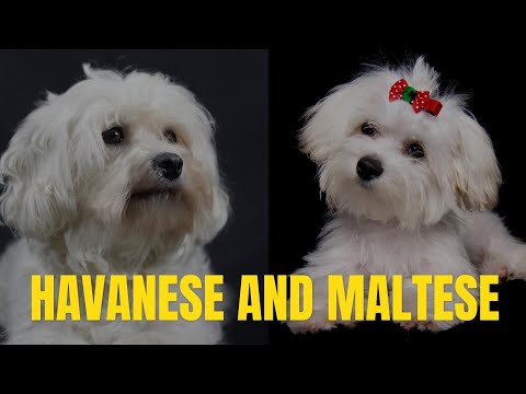 The Difference Between Havanese and Maltese Dogs