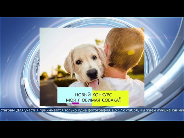 Конкурс «Моя любимая собака»