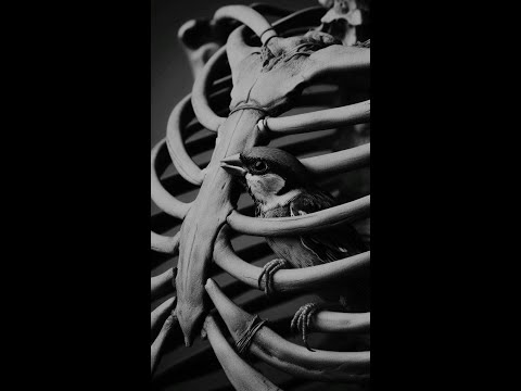 ACHILLE LAURO NATI DA UNA COSTOLA