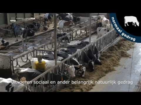 , title : 'Welzijn koeien: melk van blije koeien - Dierenwelzijn in beeld'