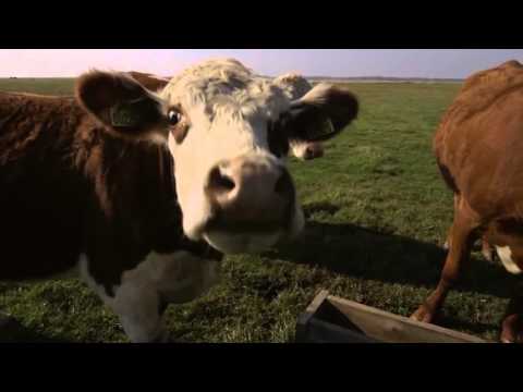 DOXA 2016 - The Infinite Happiness Trailer