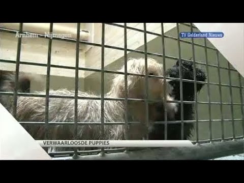 GLD Nieuws 17 februari 2012 - Nieuws