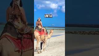 Download lagu Sejak Kapal Bali Begini 🗿😱 #shorts mp3