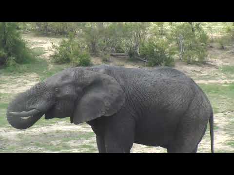 Djuma: Lone Elephant bull comes for a drink - 12/25/18