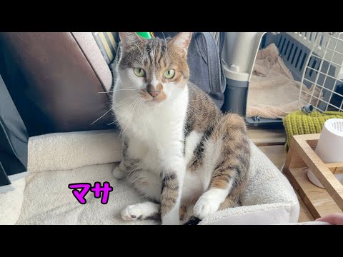 Car camping at a hot spring inn in winter | Mountain roads covered in heavy snow