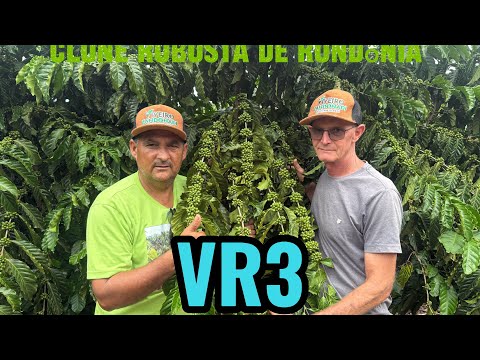 Mais um clone precoce robusta de Rondônia 