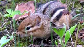 Deschenes, Aylmer, Quebec - Tame Squirel.MOV