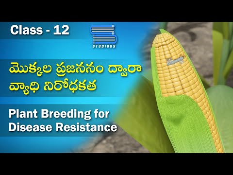మొక్కల ప్రజననం – Plant breeding for Disease resistance | Biology Telugu