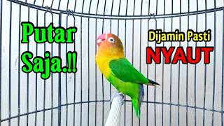 Download lagu SUARANYA Memanggil LAWAN Agar CEPAT IKUT BUNYI, Lovebird Ngekek Panjang SUPER MANTAB mp3