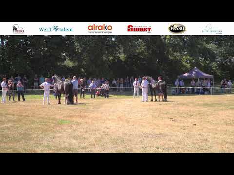 Fokdag  Friesch Paard Oost-Nederland Ambt Delden | 10 Augustus 2022