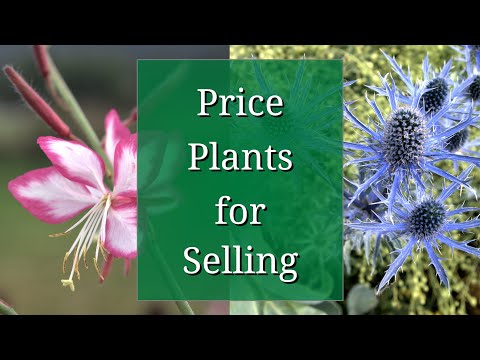 Price Plants to Sell: Plant Business Tips
