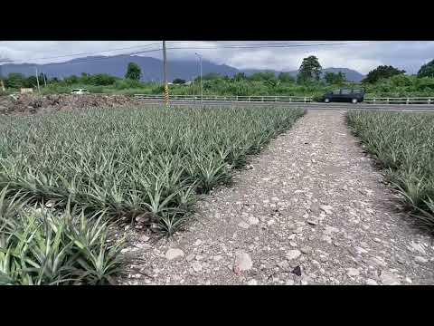 內埔鄉-圳頭段農地出售 第1張共16張