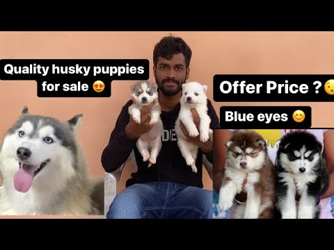 Quality Husky puppy available in Banglore |Dhanush| 9353268076 | For Best price available | #dogs