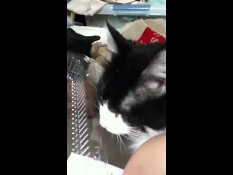 Why does my cat lick plastic?