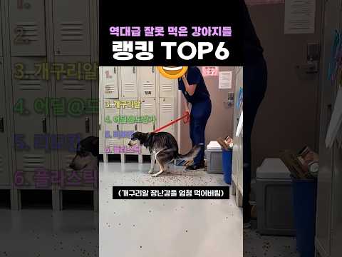 역대급 잘못 먹은 강아지들 랭킹 TOP6