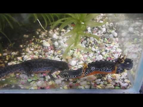 Alpine Newts Mating 2017