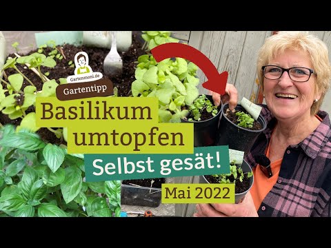 Repotting self-sown basil – It's still too young for the bed | May