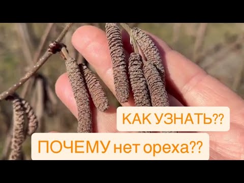 фото саженцы  фундука  сорта, есть выбор 0