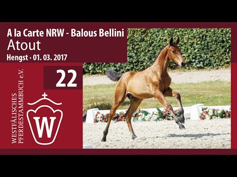 22 Atout  Hengst v. A la Carte NRW -  Balous Bellini