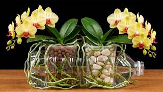 Don’t Grow Orchids Until You Try This – Blooms All Year!