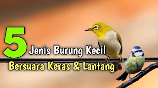 Download lagu 5 Types of Small Birds with Loud and Loud Voices mp3