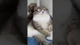 Funny Cat Acting like a Professor #shorts