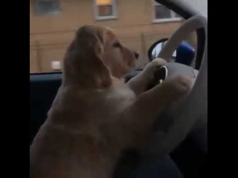 Golden Retriever Puppy Driving a Car