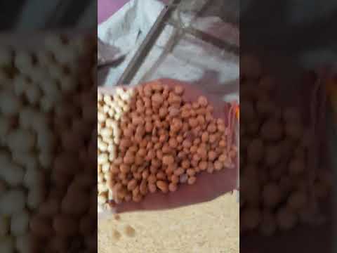 Milk panir soyabean seed