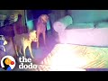 Dog Accidentally Starts House Fire While Owners Aren T Home The Dodo