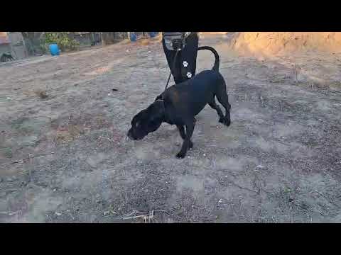 Vídeo de ZORRO
