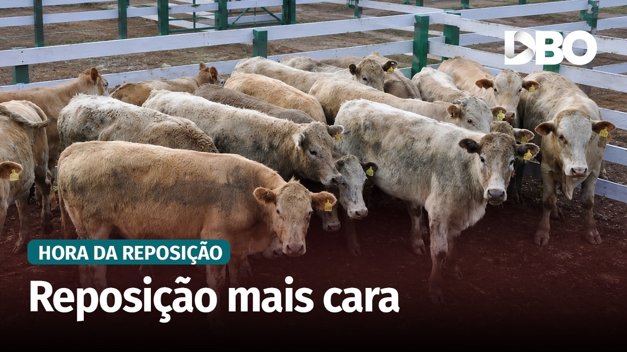 Reposição no RS: bezerro passa de R$ 16/kg e oferta segue restrita