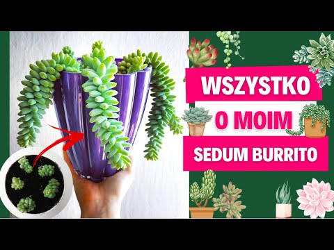How to care for Sedum Burrito? -🌱Gosi's Plants 🌱- Gosia and Miłosz