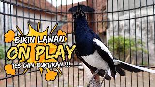 Download lagu Suara Burung Kacer Bikin Lawan Emosi Gacor, Pancingan Kacer Agar Cepat Emosi Gacor mp3