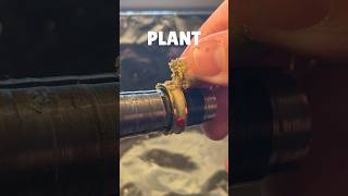 Download lagu Would you wear this SPECIAL ring? #shorts mp3