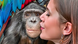 Где Зооблогеры? Реакция Шимпанзе Бони на Попугая и Почему Она Стучит Пальцам