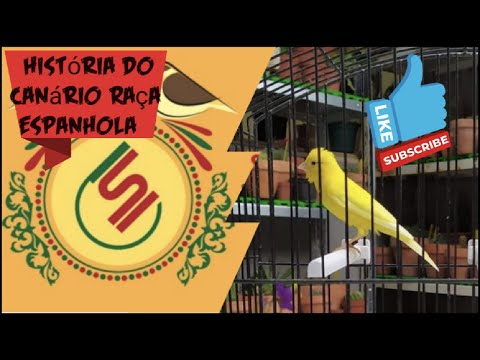 History of the Spanish Race Canary