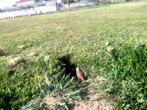 Brincando com as corujinhas