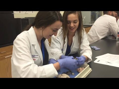 Students in medical summer camp work with maggots, sheep brains, cow eyeballs