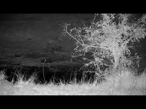 Djuma: Lone Hyena gets quick drink - 01:45 - 07/12/21