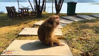 Dad just hopes Monkey Kaka can return home to the family soon.