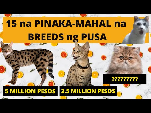 🐈 15 na Pinaka-MAHAL na BREEDS ng PUSA | Most Expensive CAT Breeds in the WORLD